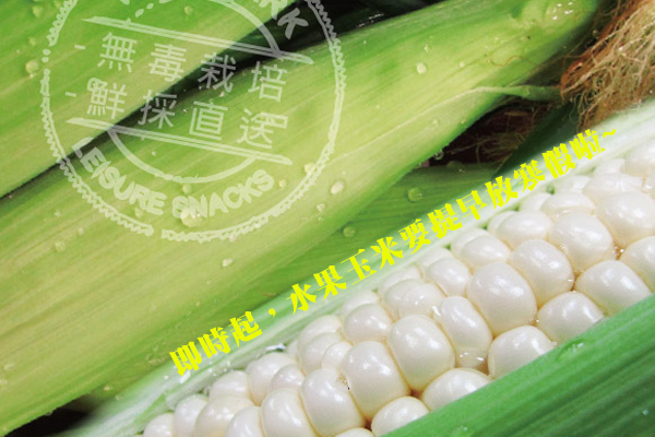 【這次是說真的】水果玉米要休假了